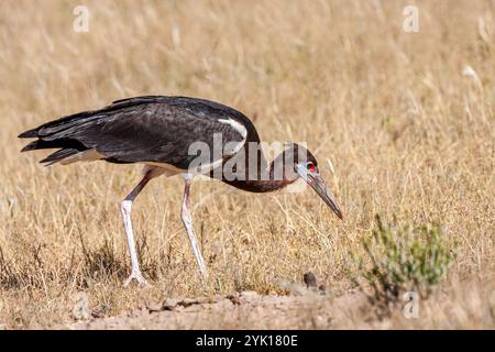 Südafrika, Botswana, Kgalagadi Transfrontier Park, Abdimstorch (Ciconia abdimii), Weißbauchstorch Stockfoto