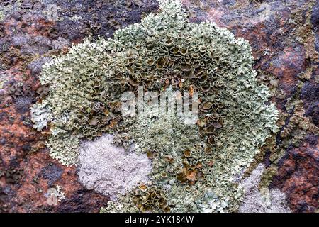 Gewürzter Steinschild Stockfoto