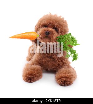 Süßer Maltipoo Hund mit frischer Karotte auf weißem Hintergrund Stockfoto