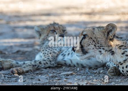 Südafrika, Botswana, Kgalagadi Transfrontier Park, Gepard (Acinonyx jubatus) Stockfoto