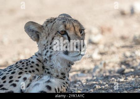 Südafrika, Botswana, Kgalagadi Transfrontier Park, Gepard (Acinonyx jubatus) Stockfoto