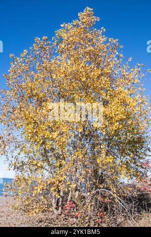 Herbstfarben am Northwest Beach im Point Pelee National Park in Leamington, Ontario, Kanada Stockfoto