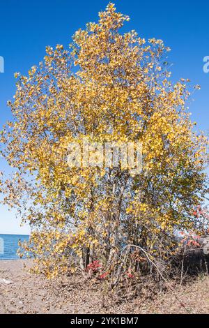 Herbstfarben am Northwest Beach im Point Pelee National Park in Leamington, Ontario, Kanada Stockfoto