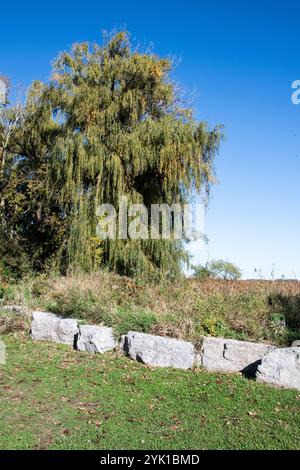 Der Marsh Board Walk im Point Pelee National Park in Leamington, Ontario, Kanada Stockfoto