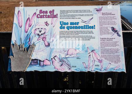 Informationsschild auf den Cattails auf der Aussichtsplattform des Marsh Board Walk am Point Pelee National Park in Leamington, Ontario, Kanada Stockfoto