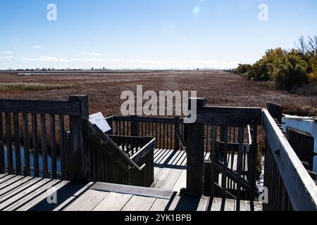 Marsh Board Walk Aussichtsplattform am Point Pelee National Park in Leamington, Ontario, Kanada Stockfoto