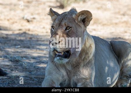 Südafrika, Botswana, Kgalagadi Transfrontier Park, Löwe (Panthera leo), männlich, Jugendlicher Stockfoto