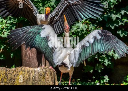 Afrikanischer Marabu (Leptoptilos crumeniferus) Stockfoto