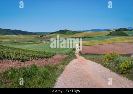 Feldweg mit Mohnblumen, die an der Seite im ländlichen Spanien wachsen, das Teil des Camino ist Stockfoto