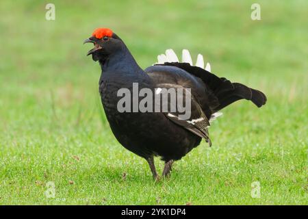 Schwarzhühner, wissenschaftlicher Name, Lyrurux tetrix. Nahaufnahme eines männlichen Black Grouse oder eines Cockvogels, der einen lek auf einem bewirtschafteten Moorland im Yorksh anruft Stockfoto