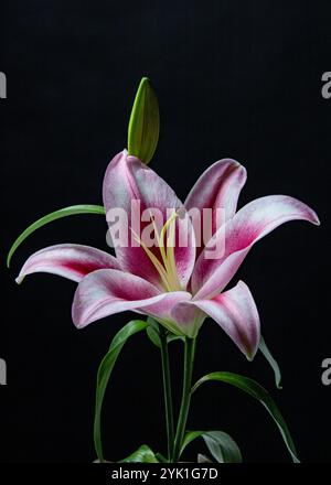 Wunderschöne Liliumblüte. Mauve und eine leichte rosa und weiße Farbe. Stockfoto