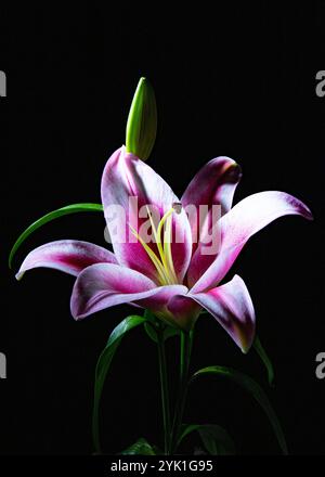 Wunderschöne Liliumblüte. Mauve und eine leichte rosa und weiße Farbe. Stockfoto