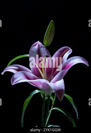 Wunderschöne Liliumblüte. Mauve und eine leichte rosa und weiße Farbe. Stockfoto