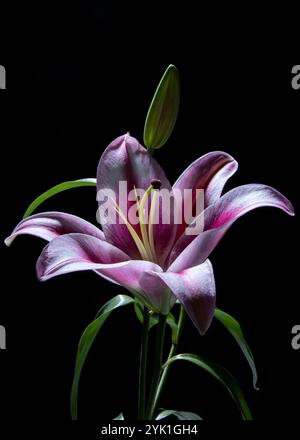 Wunderschöne Liliumblüte. Mauve und eine leichte rosa und weiße Farbe. Stockfoto