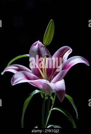 Wunderschöne Liliumblüte. Mauve und eine leichte rosa und weiße Farbe. Stockfoto