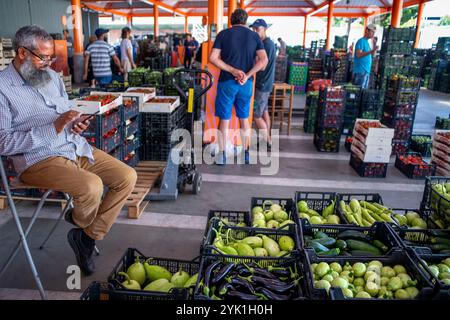 Katalanische lokale Landwirte Großhandelsverkauf in Mercabarna Obst- und Gemüsebereich in Mercabarna. Die zentralen Märkte Barcelonas. Barcelona. Spai Stockfoto