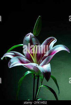 Wunderschöne Liliumblüte. Mauve und eine leichte rosa und weiße Farbe. Stockfoto