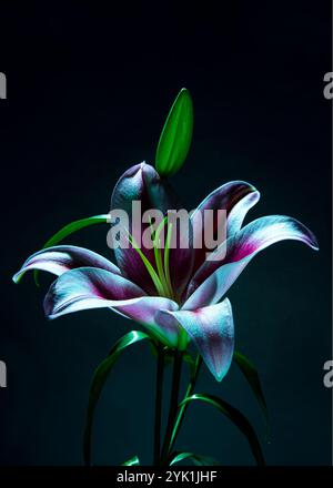 Wunderschöne Liliumblüte. Mauve und eine leichte rosa und weiße Farbe. Stockfoto