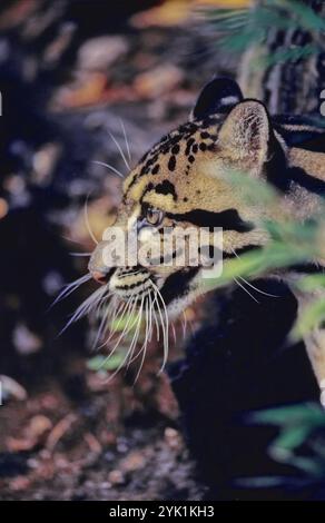 Der Wolkenleopard (Neofelis nebulosa), auch Festlandleopard genannt, ist eine wilde Katze, die in dichten Wäldern aus den Ausläufern des Himalas lebt Stockfoto