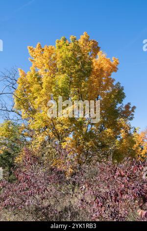 Herbstfarben im Delaurier Homestead im Point Pelee National Park in Leamington, Ontario, Kanada Stockfoto