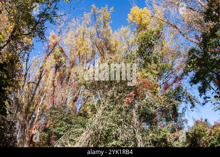 Herbstfarben im Delaurier Homestead im Point Pelee National Park in Leamington, Ontario, Kanada Stockfoto