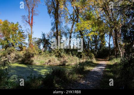Feuchtgebiete im Delaurier Homestead im Point Pelee National Park in Leamington, Ontario, Kanada Stockfoto