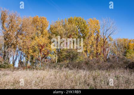 Herbstfarben im Delaurier Homestead im Point Pelee National Park in Leamington, Ontario, Kanada Stockfoto