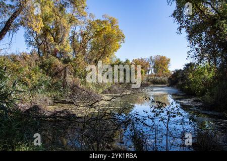 Feuchtgebiete im Delaurier Homestead im Point Pelee National Park in Leamington, Ontario, Kanada Stockfoto