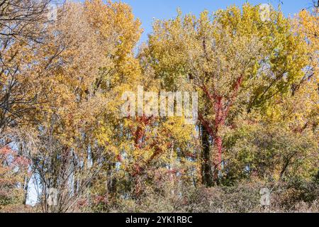 Herbstfarben im Delaurier Homestead im Point Pelee National Park in Leamington, Ontario, Kanada Stockfoto