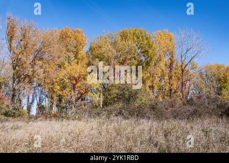 Herbstfarben im Delaurier Homestead im Point Pelee National Park in Leamington, Ontario, Kanada Stockfoto