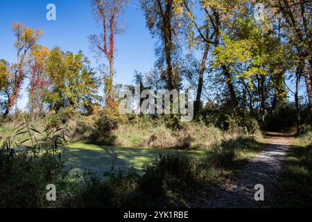 Feuchtgebiete im Delaurier Homestead im Point Pelee National Park in Leamington, Ontario, Kanada Stockfoto