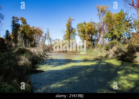 Feuchtgebiete im Delaurier Homestead im Point Pelee National Park in Leamington, Ontario, Kanada Stockfoto