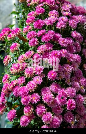 Blumenweise rosa Chrysanthemen, manchmal auch als Mütter oder Chrysanthen bezeichnet. Stockfoto