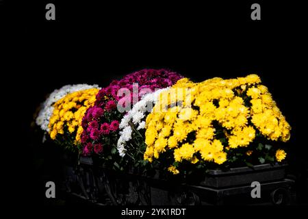 Blumenanordnung von bunten Chrysanthemen in einem Pflanzgefäß, mit schwarzem Hintergrund. Stockfoto