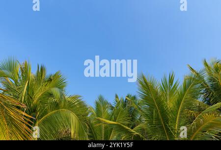 Ein Blick von unten auf Palmen mit grünen Blättern, die eine tropische Atmosphäre schaffen. Blauer Himmel sichtbar durch das Laub Stockfoto