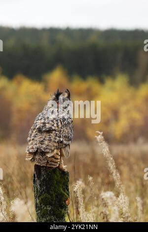 Eule im Herbst. Uhu (Bubo Bubo) auf Baumstümpfen in farbenfroher Herbstwiese. Schöne große Eule mit großen Ohrbüscheln. Raubvogel in natürlicher Gewohnheit Stockfoto