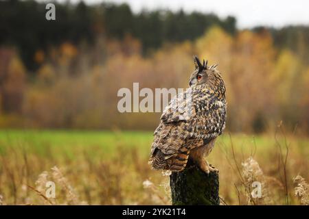 Eule im Herbst. Uhu (Bubo Bubo) auf Baumstümpfen in farbenfroher Herbstwiese. Schöne große Eule mit großen Ohrbüscheln. Raubvogel in natürlicher Gewohnheit Stockfoto