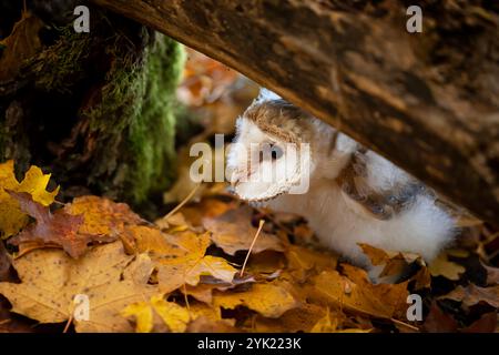 Gegen Abend mit Vogel. Sehr junge Scheuneneule, die abends neben Baumstamm sitzt, mit schönem Licht in der Nähe des Nestlochs. Tierwelt aus der Natur. Stockfoto