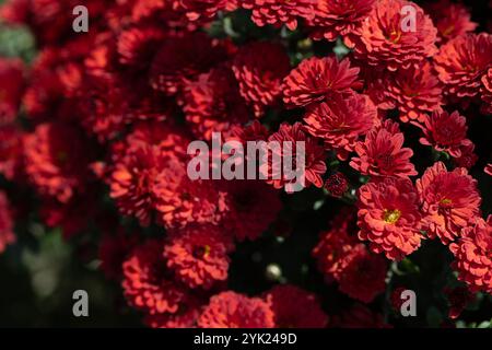 Scharlachblüten. Solider Teppich mit üppigen, hellroten Blumen, Gartenkunst, Nahaufnahme der Blüte Stockfoto