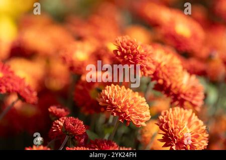 Scharlachblüten. Solider Teppich mit üppigen, hellroten Blumen, Gartenkunst, Nahaufnahme der Blüte Stockfoto