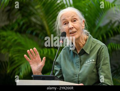 MUMBAI, INDIEN - 16. NOVEMBER: Die renommierte Naturschützerin und Primatologin Dr. Jane Goodall sprach während ihres Besuchs im Museum of Solution im Rahmen ihrer renommierten „Hope Global Tour“ am 16. November 2024 in Mumbai, Indien. Ihr Vortrag bietet Einblicke in das Verhalten von Schimpansen, die Bemühungen um Erhaltung und die Macht individueller Maßnahmen. Ihre Tour beginnt am Samstag mit den Ocean Literacy Dialogues (ALT) im CSMVS Museum. In Zusammenarbeit mit der Intergovernmental Oceanographic Commission (IOC) der UNESCO, dem British Council und dem CSMVS Museum wird Dr. Goodall den ersten Great Talk Vortrag halten Stockfoto