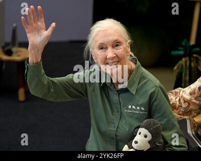 MUMBAI, INDIEN - 16. NOVEMBER: Die renommierte Naturschützerin und Primatologin Dr. Jane Goodall sprach während ihres Besuchs im Museum of Solution im Rahmen ihrer renommierten „Hope Global Tour“ am 16. November 2024 in Mumbai, Indien. Ihr Vortrag bietet Einblicke in das Verhalten von Schimpansen, die Bemühungen um Erhaltung und die Macht individueller Maßnahmen. Ihre Tour beginnt am Samstag mit den Ocean Literacy Dialogues (ALT) im CSMVS Museum. In Zusammenarbeit mit der Intergovernmental Oceanographic Commission (IOC) der UNESCO, dem British Council und dem CSMVS Museum wird Dr. Goodall den ersten Great Talk Vortrag halten Stockfoto