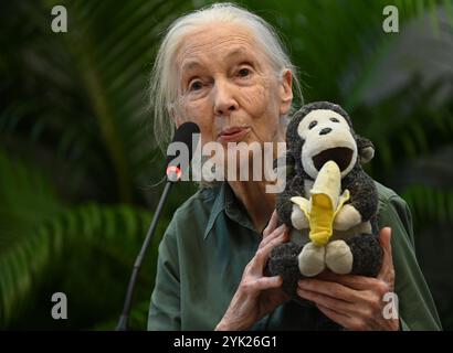 MUMBAI, INDIEN - 16. NOVEMBER: Die renommierte Naturschützerin und Primatologin Dr. Jane Goodall sprach während ihres Besuchs im Museum of Solution im Rahmen ihrer renommierten „Hope Global Tour“ am 16. November 2024 in Mumbai, Indien. Ihr Vortrag bietet Einblicke in das Verhalten von Schimpansen, die Bemühungen um Erhaltung und die Macht individueller Maßnahmen. Ihre Tour beginnt am Samstag mit den Ocean Literacy Dialogues (ALT) im CSMVS Museum. In Zusammenarbeit mit der Intergovernmental Oceanographic Commission (IOC) der UNESCO, dem British Council und dem CSMVS Museum wird Dr. Goodall den ersten Great Talk Vortrag halten Stockfoto