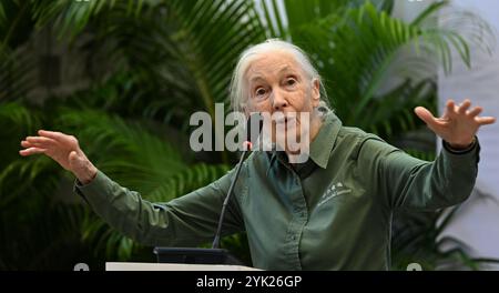 MUMBAI, INDIEN - 16. NOVEMBER: Die renommierte Naturschützerin und Primatologin Dr. Jane Goodall sprach während ihres Besuchs im Museum of Solution im Rahmen ihrer renommierten „Hope Global Tour“ am 16. November 2024 in Mumbai, Indien. Ihr Vortrag bietet Einblicke in das Verhalten von Schimpansen, die Bemühungen um Erhaltung und die Macht individueller Maßnahmen. Ihre Tour beginnt am Samstag mit den Ocean Literacy Dialogues (ALT) im CSMVS Museum. In Zusammenarbeit mit der Intergovernmental Oceanographic Commission (IOC) der UNESCO, dem British Council und dem CSMVS Museum wird Dr. Goodall den ersten Great Talk Vortrag halten Stockfoto