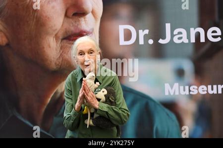 MUMBAI, INDIEN - 16. NOVEMBER: Die renommierte Naturschützerin und Primatologin Dr. Jane Goodall sprach während ihres Besuchs im Museum of Solution im Rahmen ihrer renommierten „Hope Global Tour“ am 16. November 2024 in Mumbai, Indien. Ihr Vortrag bietet Einblicke in das Verhalten von Schimpansen, die Bemühungen um Erhaltung und die Macht individueller Maßnahmen. Ihre Tour beginnt am Samstag mit den Ocean Literacy Dialogues (ALT) im CSMVS Museum. In Zusammenarbeit mit der Intergovernmental Oceanographic Commission (IOC) der UNESCO, dem British Council und dem CSMVS Museum wird Dr. Goodall den ersten Great Talk Vortrag halten Stockfoto