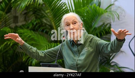 MUMBAI, INDIEN - 16. NOVEMBER: Die renommierte Naturschützerin und Primatologin Dr. Jane Goodall sprach während ihres Besuchs im Museum of Solution im Rahmen ihrer renommierten „Hope Global Tour“ am 16. November 2024 in Mumbai, Indien. Ihr Vortrag bietet Einblicke in das Verhalten von Schimpansen, die Bemühungen um Erhaltung und die Macht individueller Maßnahmen. Ihre Tour beginnt am Samstag mit den Ocean Literacy Dialogues (ALT) im CSMVS Museum. In Zusammenarbeit mit der Intergovernmental Oceanographic Commission (IOC) der UNESCO, dem British Council und dem CSMVS Museum wird Dr. Goodall den ersten Great Talk Vortrag halten Stockfoto