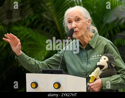 MUMBAI, INDIEN - 16. NOVEMBER: Die renommierte Naturschützerin und Primatologin Dr. Jane Goodall sprach während ihres Besuchs im Museum of Solution im Rahmen ihrer renommierten „Hope Global Tour“ am 16. November 2024 in Mumbai, Indien. Ihr Vortrag bietet Einblicke in das Verhalten von Schimpansen, die Bemühungen um Erhaltung und die Macht individueller Maßnahmen. Ihre Tour beginnt am Samstag mit den Ocean Literacy Dialogues (ALT) im CSMVS Museum. In Zusammenarbeit mit der Intergovernmental Oceanographic Commission (IOC) der UNESCO, dem British Council und dem CSMVS Museum wird Dr. Goodall den ersten Great Talk Vortrag halten Stockfoto