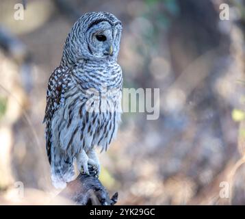 (Ottawa, Kanada--16. November 2024) Barriquefeulle thront in den Wäldern des Fletcher Wildlife Garden. Foto Copyright 2024 Sean Burges / Mundo Sport Imag Stockfoto