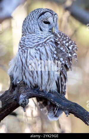 (Ottawa, Kanada--16. November 2024) Barriquefeulle thront in den Wäldern des Fletcher Wildlife Garden. Foto Copyright 2024 Sean Burges / Mundo Sport Imag Stockfoto