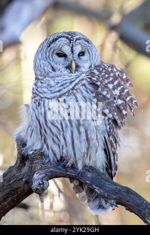 (Ottawa, Kanada--16. November 2024) Barriquefeulle thront in den Wäldern des Fletcher Wildlife Garden. Foto Copyright 2024 Sean Burges / Mundo Sport Imag Stockfoto